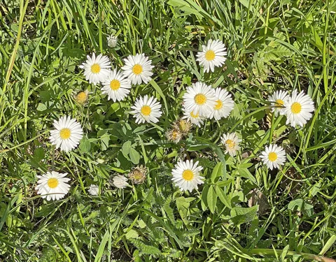 Bellis perennis in flower.