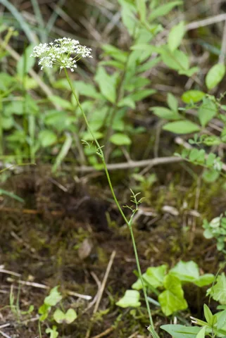 The growth habit of Bunium bulbocastanum.