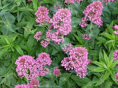 Valeriana rubra in flower.