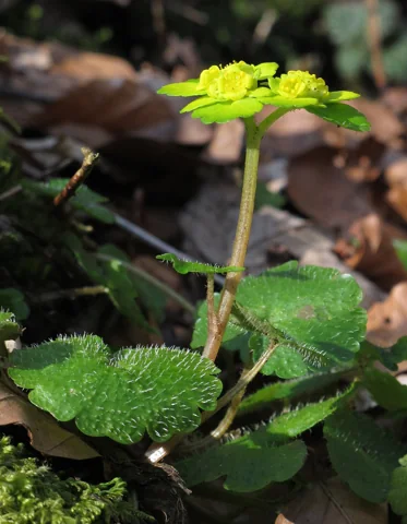 Chrysosplenium alternifolium in flower.