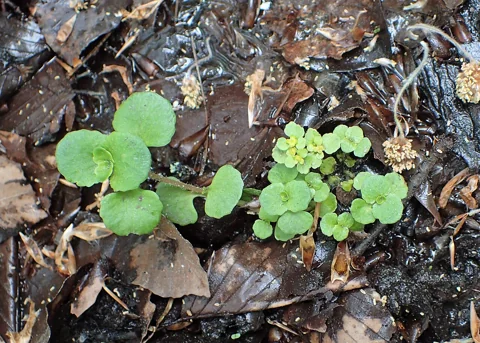 The growth habit of Chrysosplenium oppositifolium.