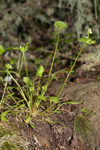 The growth habit of Claytonia perfoliata.