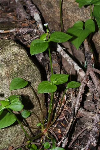 The growth habit of Claytonia sibirica.