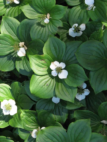 Cornus canadensis in flower.