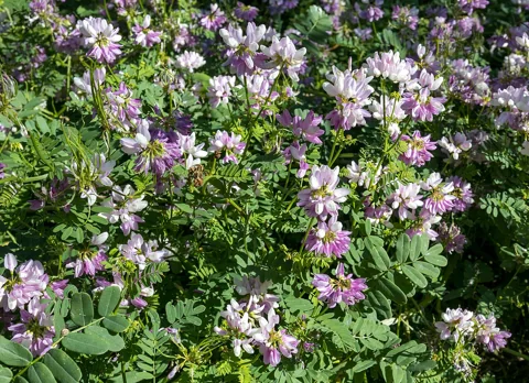Coronilla varia in flower.