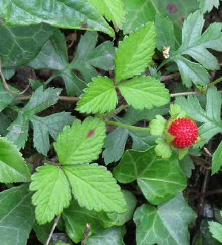 A fruiting Potentilla indica plant.