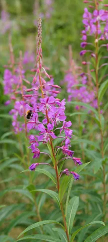 Epilobium angustifolium in flower.