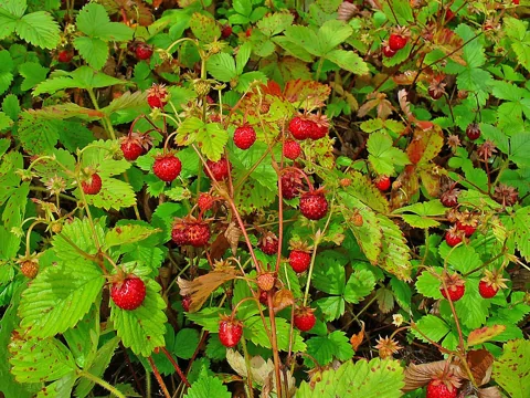 Low-growing Fragaria vesca with toothed leaves and small red strawberries.