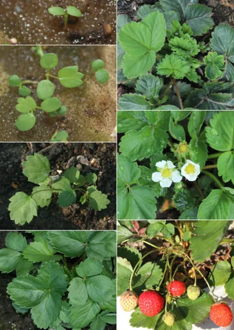 A photographic sequence showing growth, flowering and fruiting of Fragaria × ananassa.
