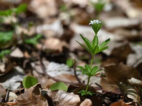 Young shoots and leaves of Galium odoratum.