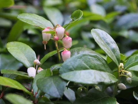 Gaultheria procumbens in flower.