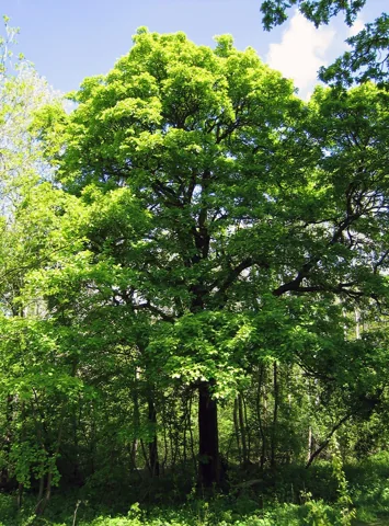A Aria torminalis tree.