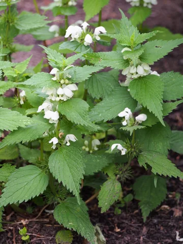 Lamium album in flower.