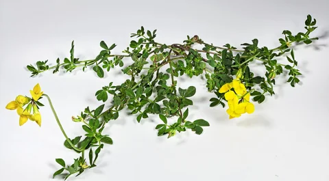 The growth habit of Lotus corniculatus.