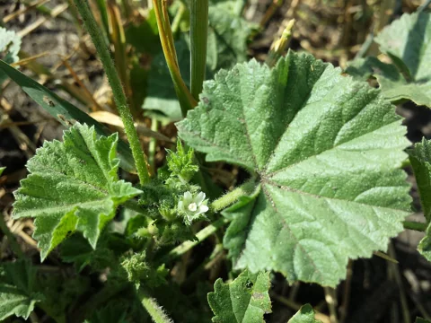 The growth habit of Malva pusilla.