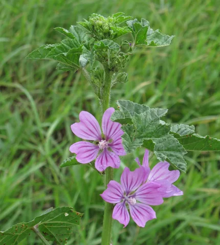 Malva sylvestris in flower.