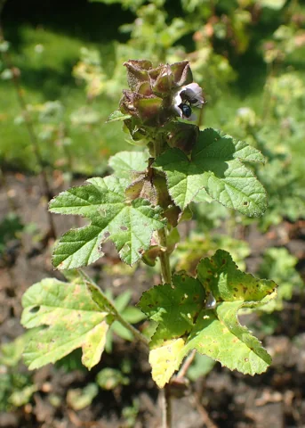 A fruiting Malva verticillata plant.