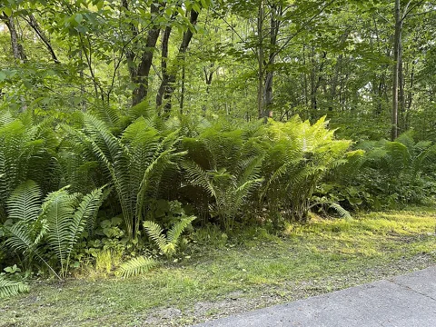The growth habit of Onoclea struthiopteris.