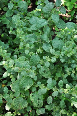 The growth habit of Melissa officinalis.