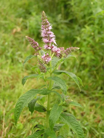 Mentha longifolia in flower.