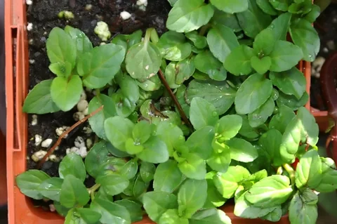 Leaves of Mentha x piperita officinalis.