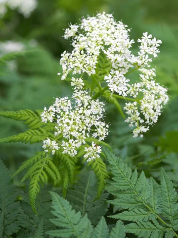 Myrrhis odorata in flower.