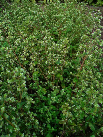 Origanum majorana growing as a dense patch of small rounded green leaves.