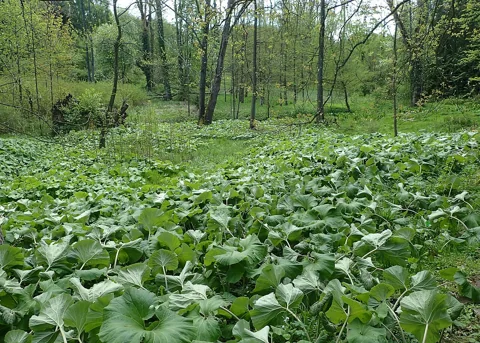 The growth habit of Petasites japonicus.