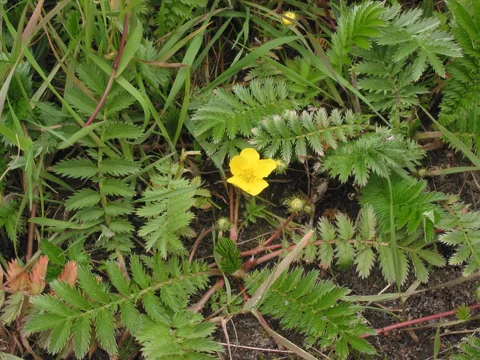 Argentina anserina in flower.