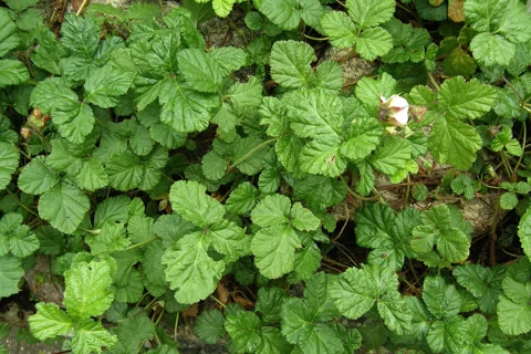 The growth habit of Rubus nepalensis.