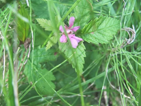 Rubus arcticus in flower.