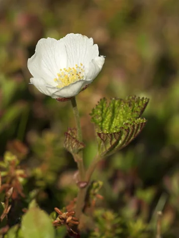 A male flower of Rubus chamaemorus.