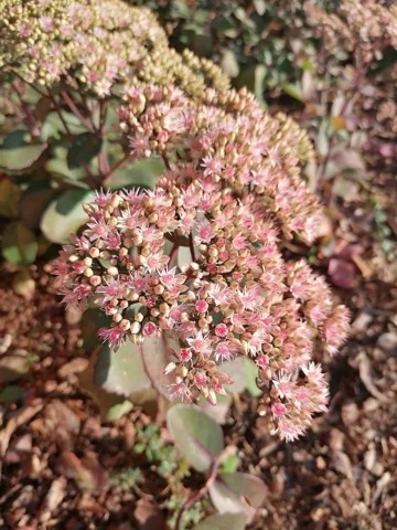 Hylotelephium spectabile in flower.