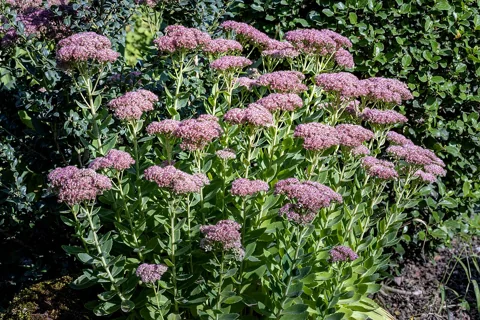 Hylotelephium telephium in flower.