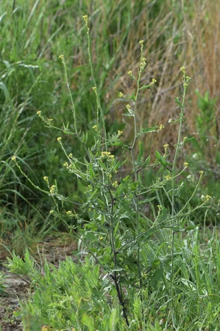 The growth habit of Sisymbrium officinale.