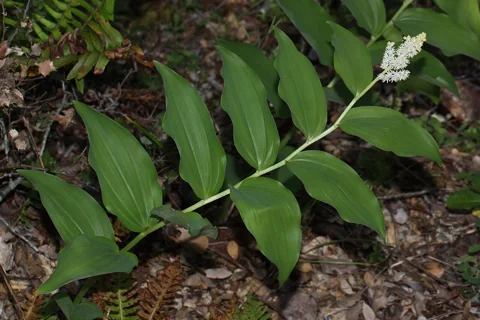 Maianthemum racemosum in flower.