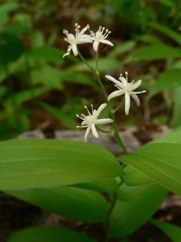 Flowers of Maianthemum stellatum.