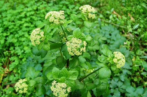 Smyrnium olusatrum in flower.