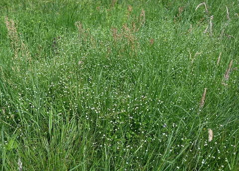 Stellaria graminea in flower.