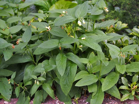The growth habit of Symphytum tuberosum.