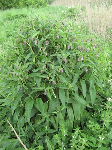 The growth habit of Symphytum × uplandicum.