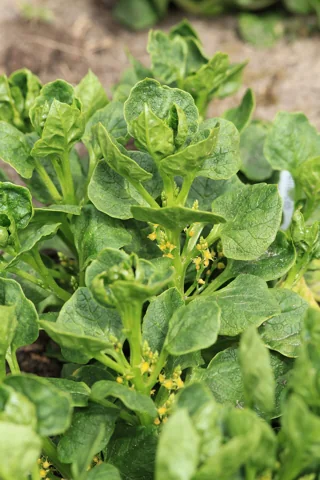 Leaves of Ullucus tuberosus.