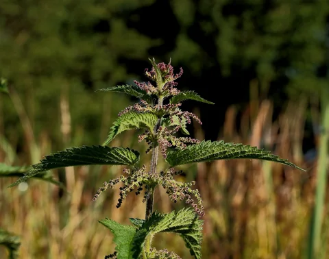 Urtica dioica in flower.