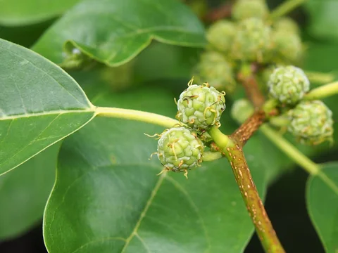 Developing fruit of Maclura tricuspidata.