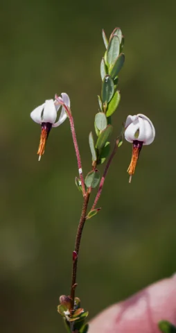 Flowers of Vaccinium macrocarpon.
