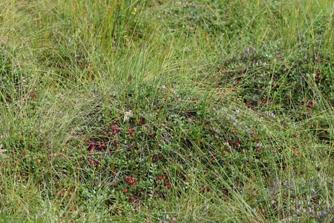 Vaccinium oxycoccos growing through low bog vegetation.