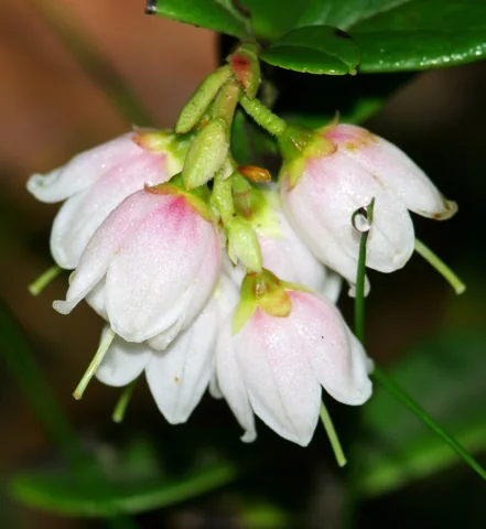 Flowers of Vaccinium vitis-idaea.