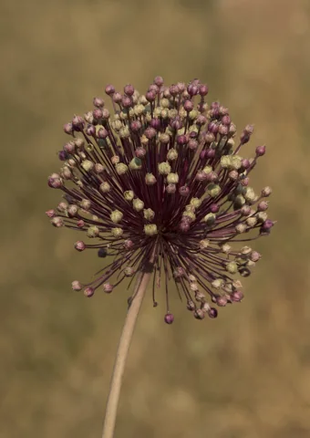Flowers of Allium ampeloprasum.
