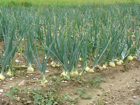 Allium cepa plants with developing bulbs in a cultivated field.