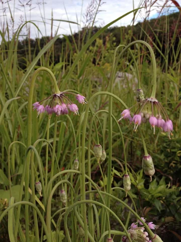 Flowers of Allium cernuum.